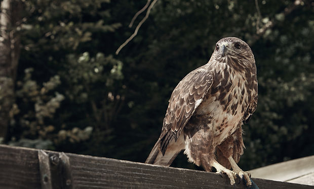 Sharp Shinned Hawk