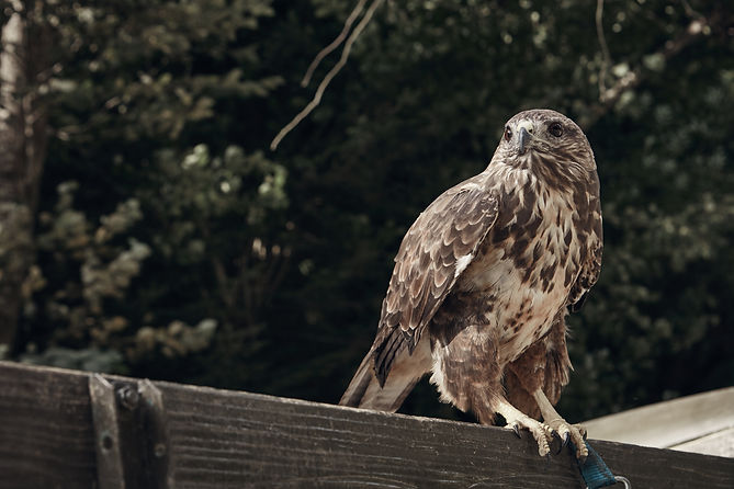 Sharp Shinned Hawk