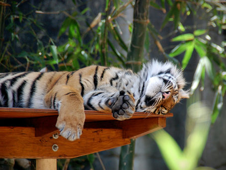 Why Rest Doesn’t Always Fix Burnout