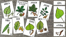 Listnaté stromy - listy a plody