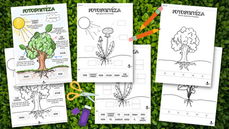 🌱 Pracovní listy - FOTOSYNTÉZA