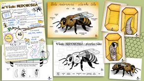 🐝 Včela - pracovní listy a obrázky