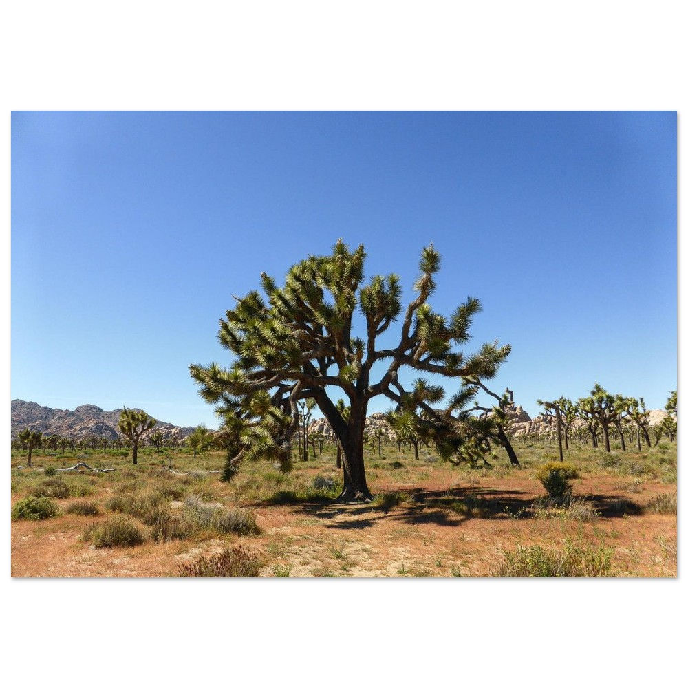 The Joshua Tree