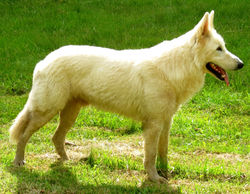 Buddie - padreador Pastor Suíço