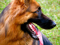 Hanna - matriz de Pastor Alemão