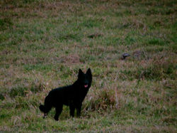 Zara - matriz de Pastor Alemão