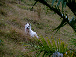 Amora - matriz de Pastor Suíço