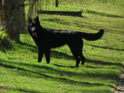 Zara - matriz de Pastor Alemão