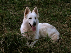 Amora - matriz de Pastor Suíço