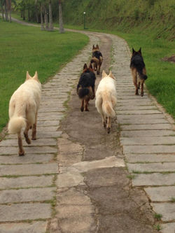 Caminhada com os Pastores