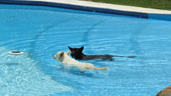 Hora de nadar e se refrescar