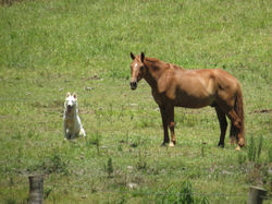 Cumplicidade entre cão & cavalo