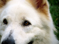 Buddie - padreador Pastor Suíço