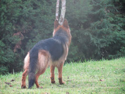 Hanna - matriz de Pastor Alemão