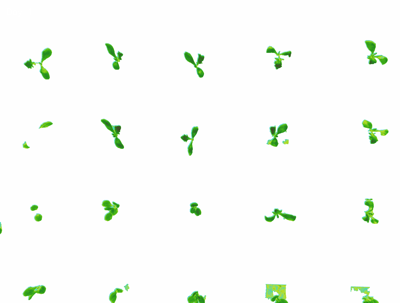 Lettuce Segments (1).gif