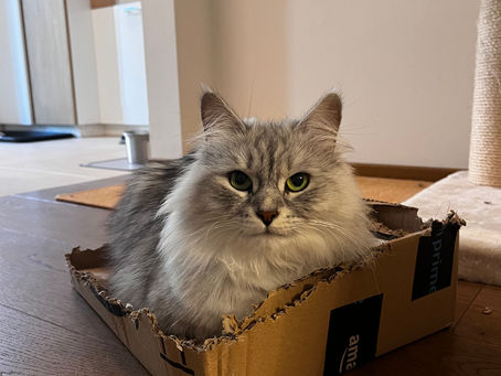 A cat sleeping on an amazon cardboard box