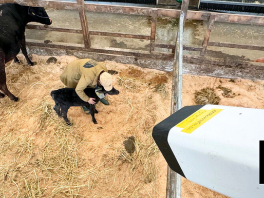 Nikon Creates AI System That Detects When Cows Are Set To Give Birth