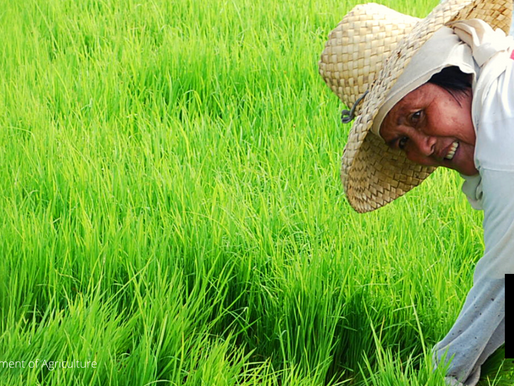 P347 MILLION INITIALLY RELEASED TO AFFECTED FARMERS, FISHERFOLK