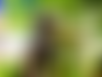 AKITA PREFECTURE ASKS REMOTE WORKERS TO LIVE IN THE LAND OF HACHIKO