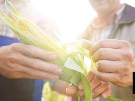 U.S. Savants Improve Crop Photosynthesis To Increase Yields