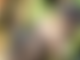 High-Tech Solutions Eyed To Conserve Wild Koalas In Australia