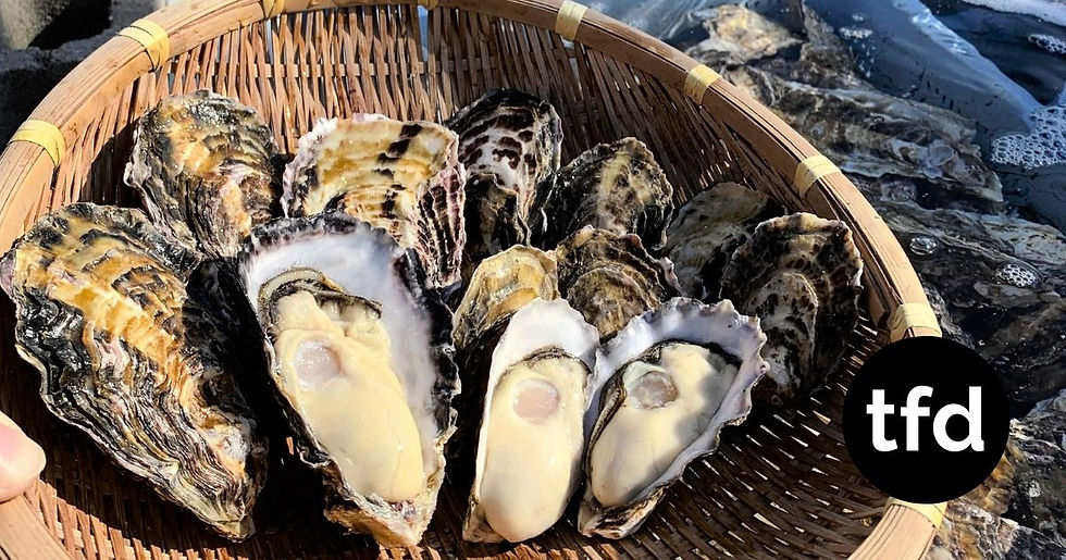 High Temperatures, Low Rainfall Zap Oyster Output in West Japan