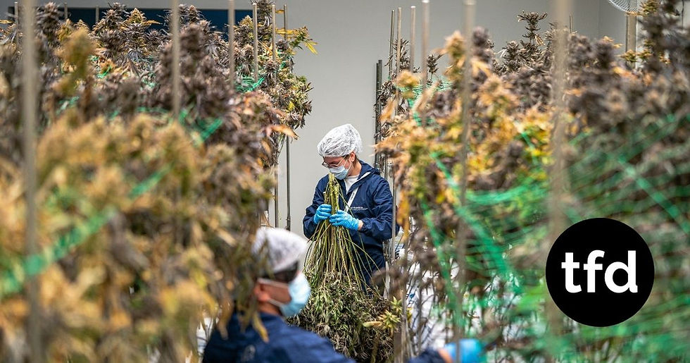 If cannabis is rescheduled, it would usher in a new future for the $32 billion state-regulated cannabis industry.