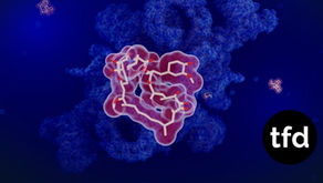 Japan Study Finds Regulating Autophagy Restores Brain Function in Mice