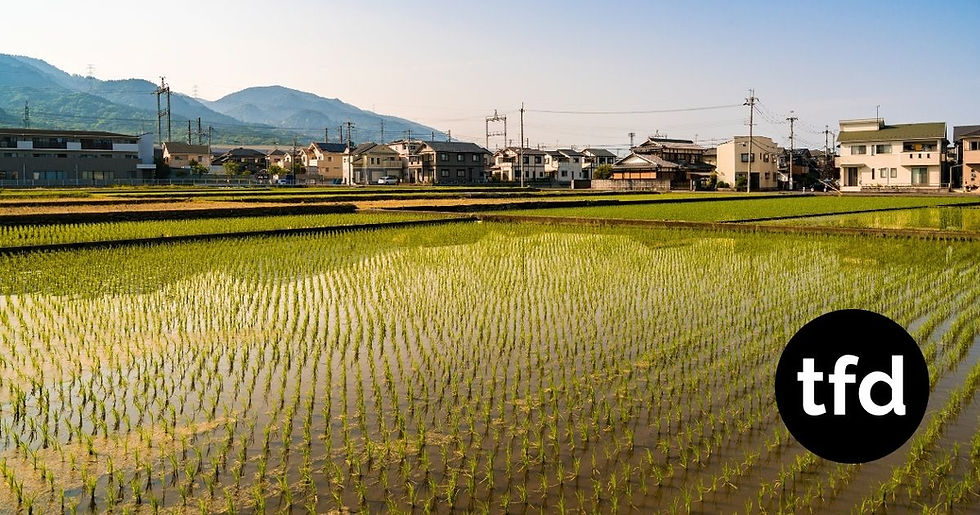 Japanese Farmers Fear Rice Price Collapse After Supply Rebounds