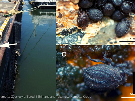 NEW MITE SPECIES, "TWITTER" DISCOVERED VIA TWEET
