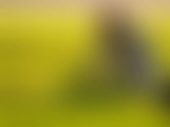 India’s Rice Stocks Hit Record, Wheat at Four-Year High