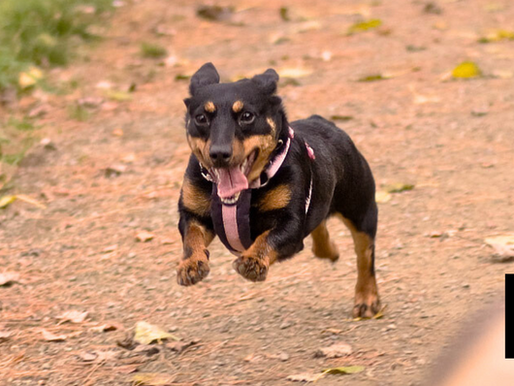 UK Breed Latest To Join American Kennel Club Registry