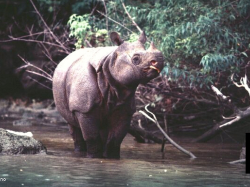 RARE JAVAN RHINOS CAUGHT ON VIDEO IN INDONESIA