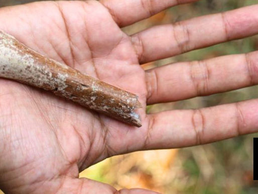 Fossils Suggest Smaller ‘Hobbits’ Roamed An Indonesian Island 700,000 Years Ago