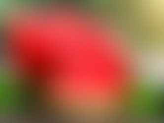 JAPAN FIRM LABORS FOR 20 YEARS TO CREATE WATERMELONS WITH TINY EDIBLE SEEDS