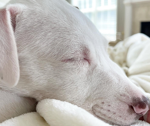 Search Dog Digital Banner (3).png