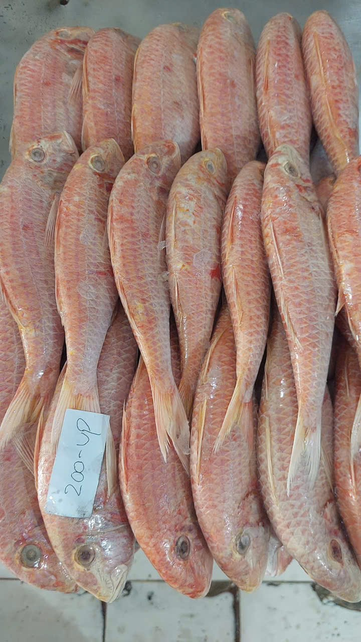 Red mullet
