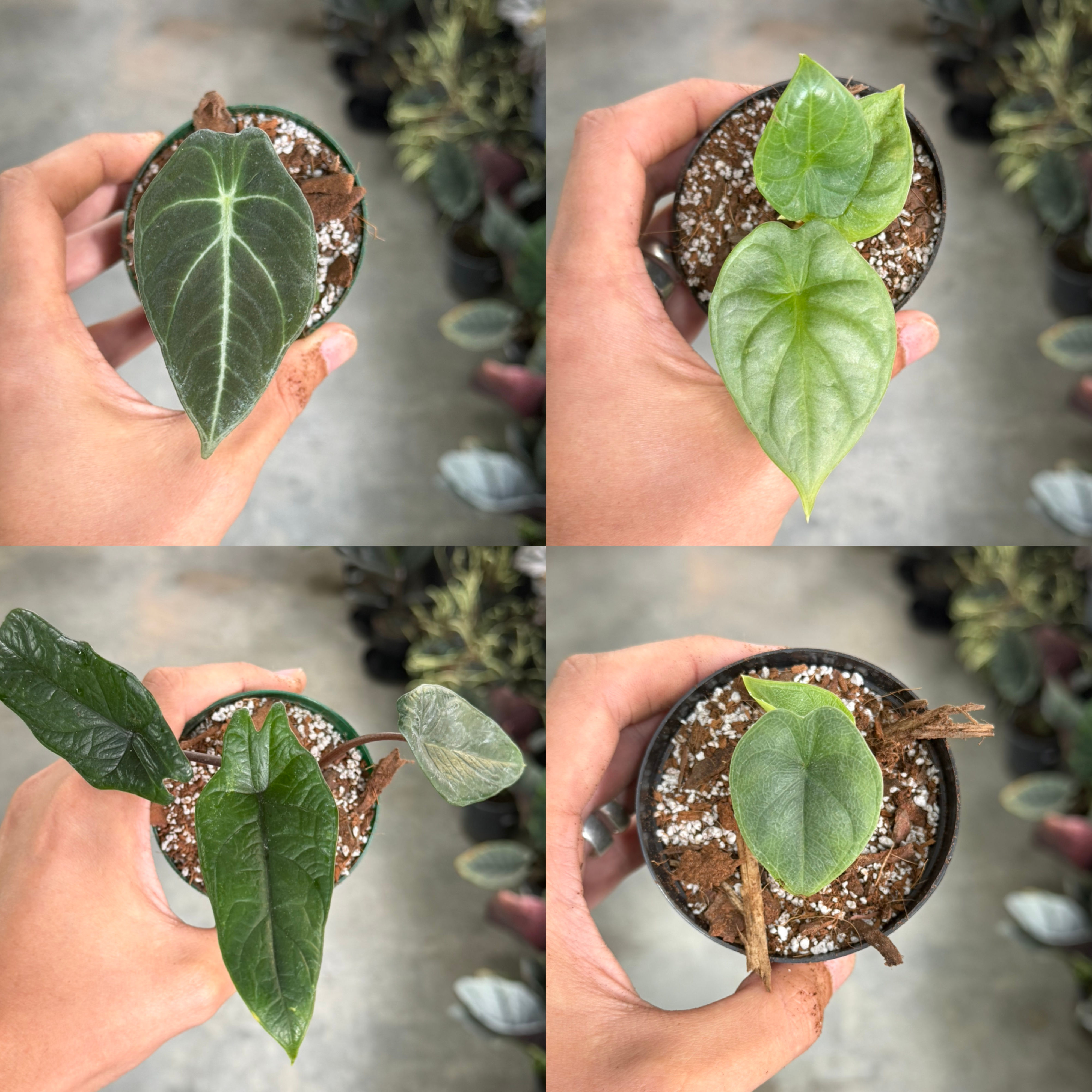 Alocasia Bundle - Black Velvet, Silver Dragon, Scalprum & Melo