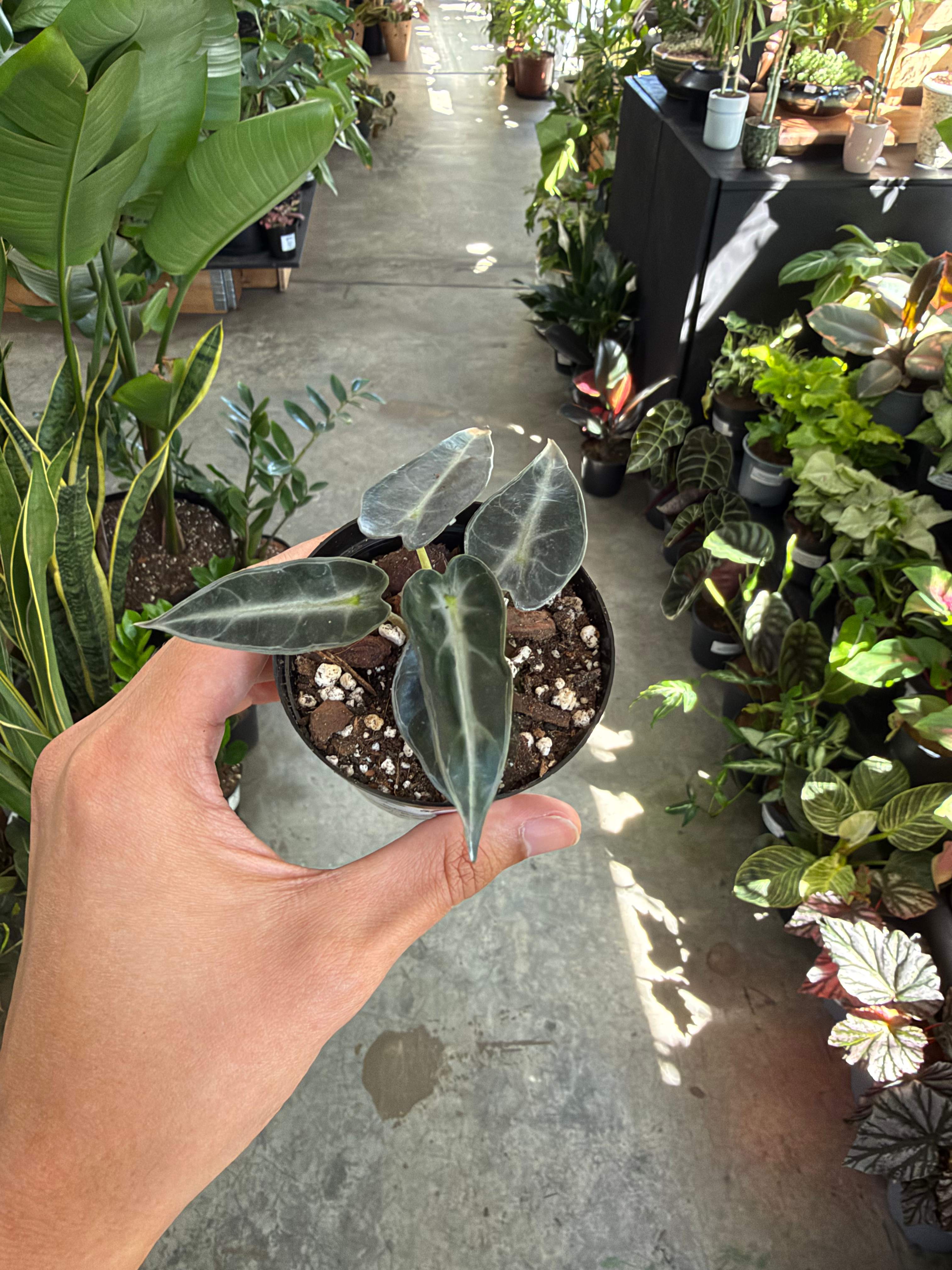 Alocasia Amazonica Bambino