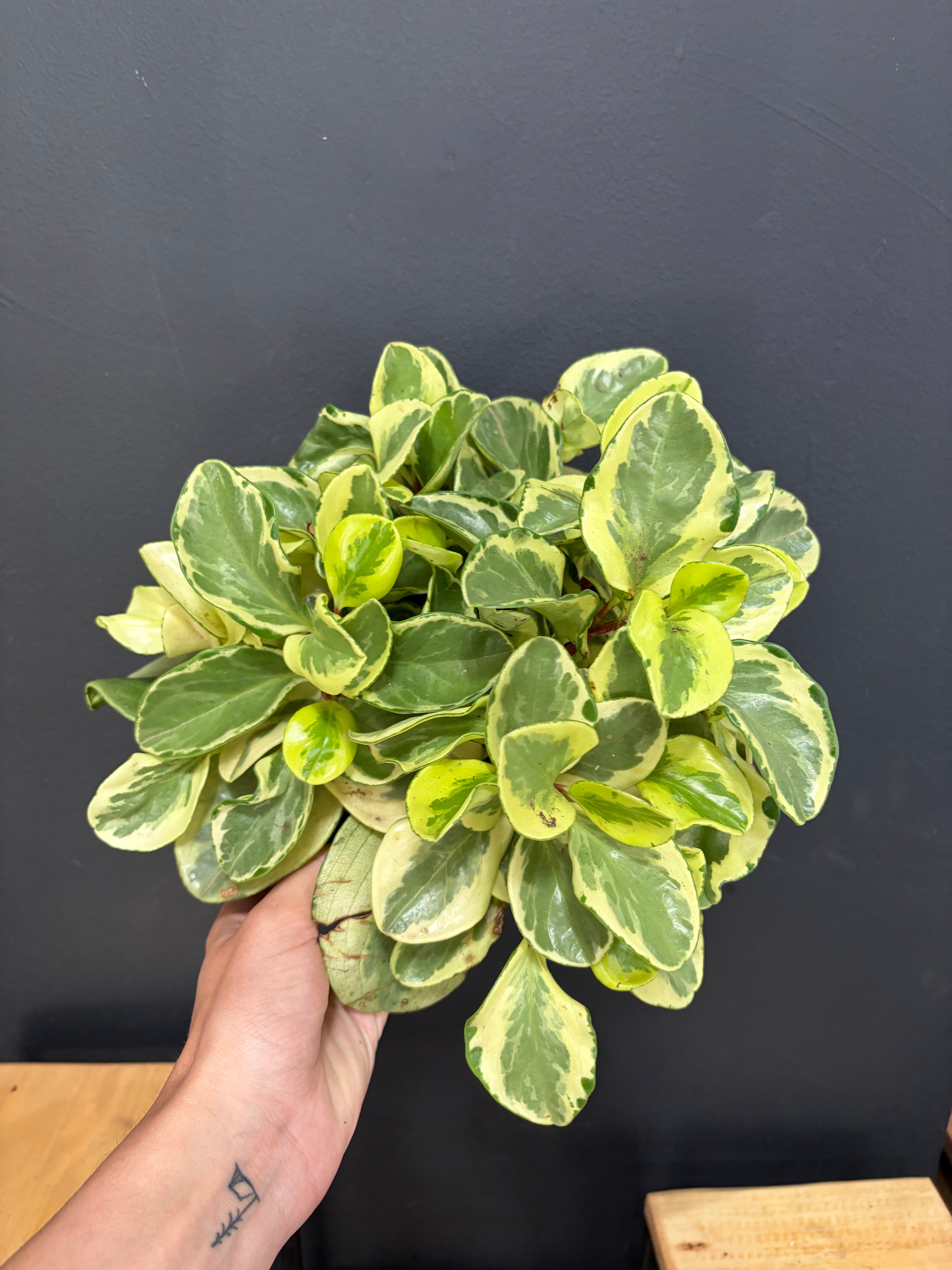 Peperomia USA