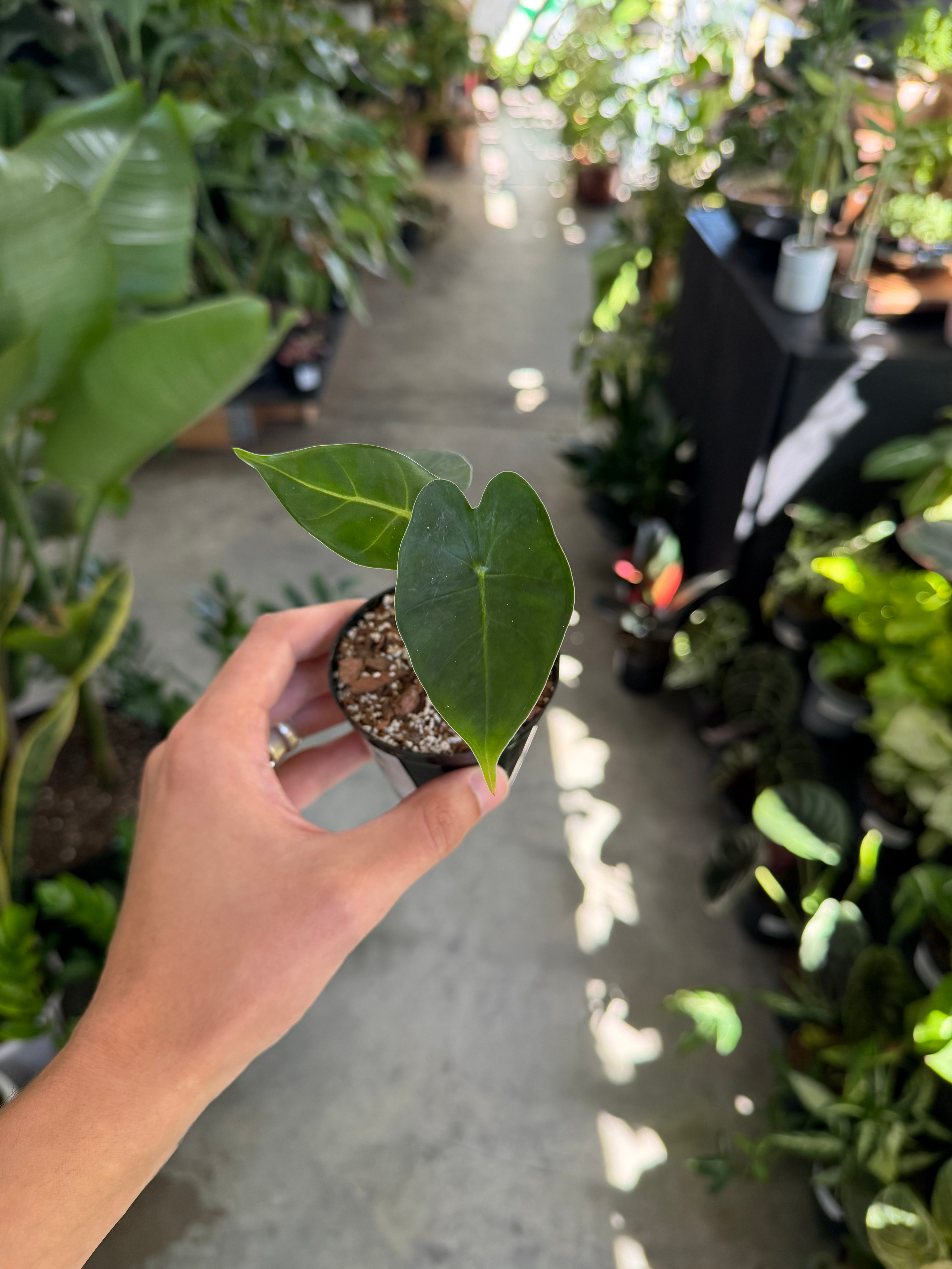 Alocasia Frydek