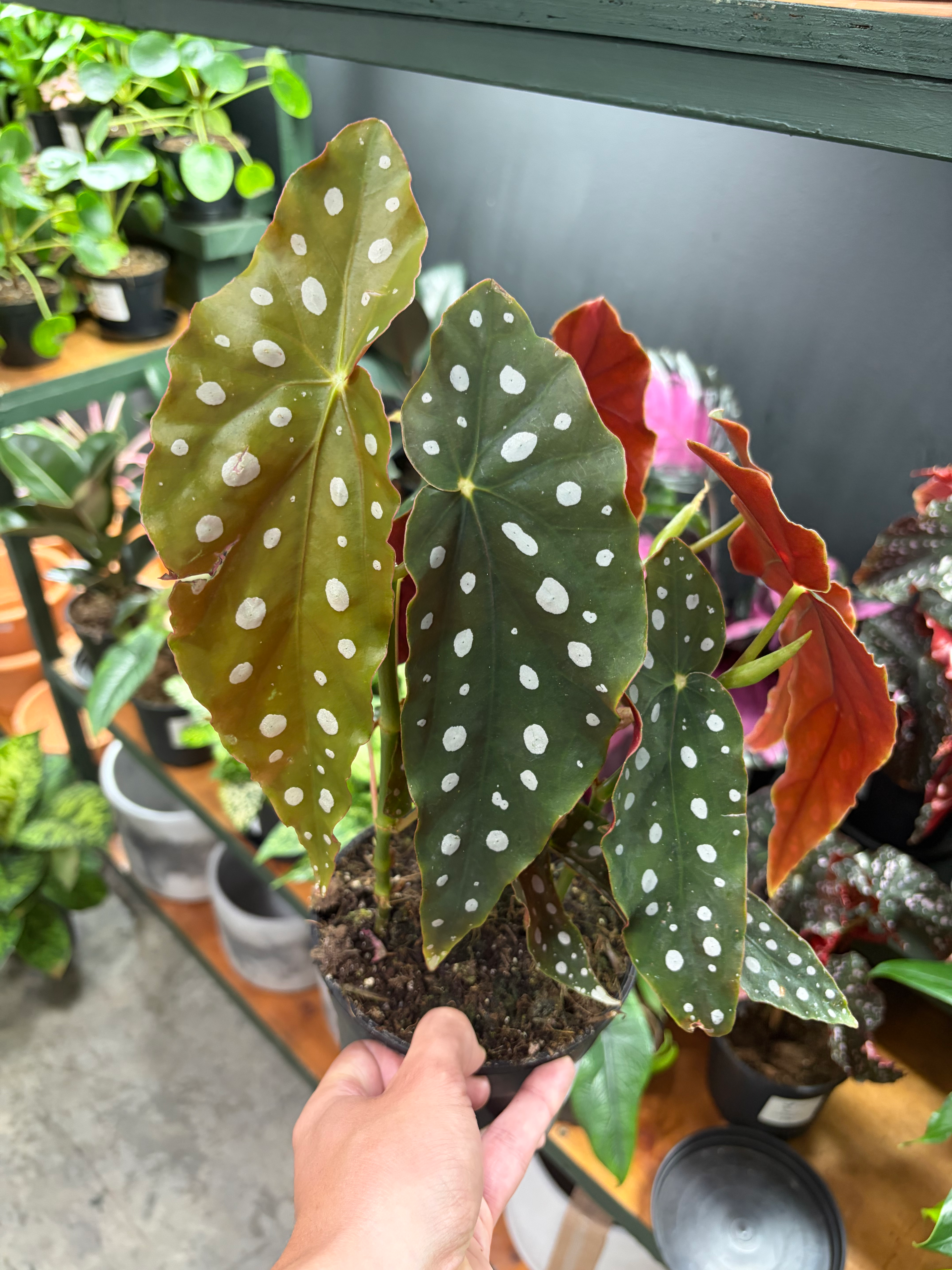 Begonia Polka Dot