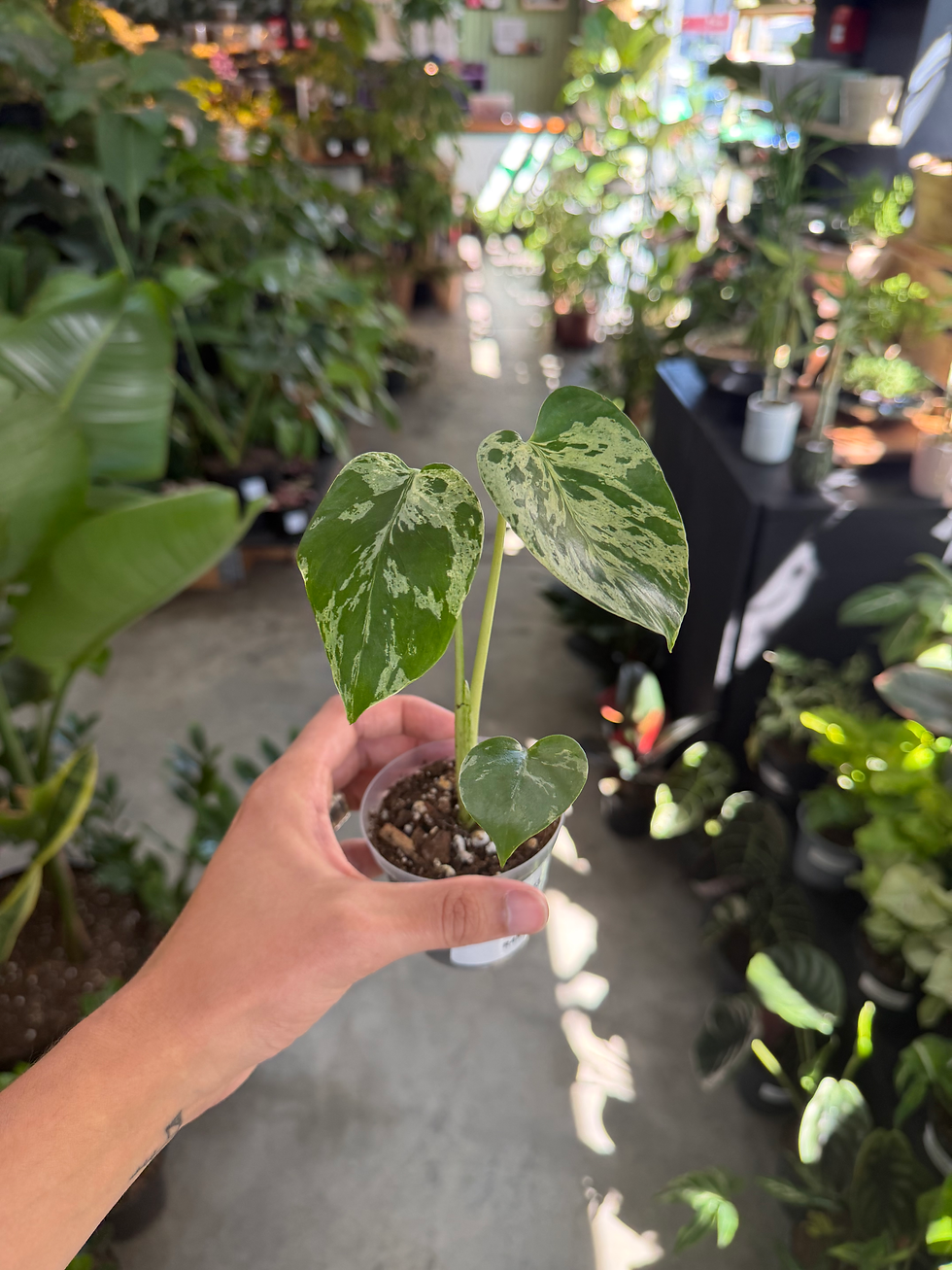 Thumbnail: Monstera Bulbasaur