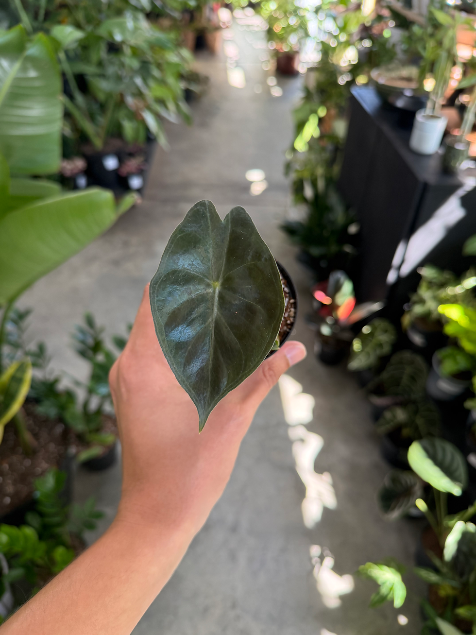 Alocasia Naroibi Nights