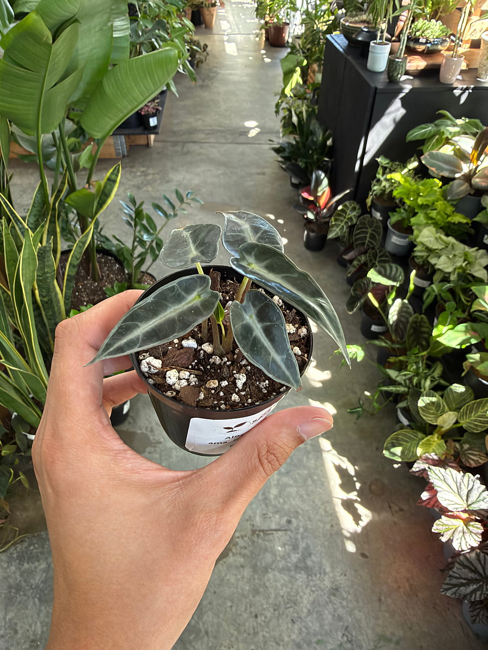 Alocasia Amazonica Bambino