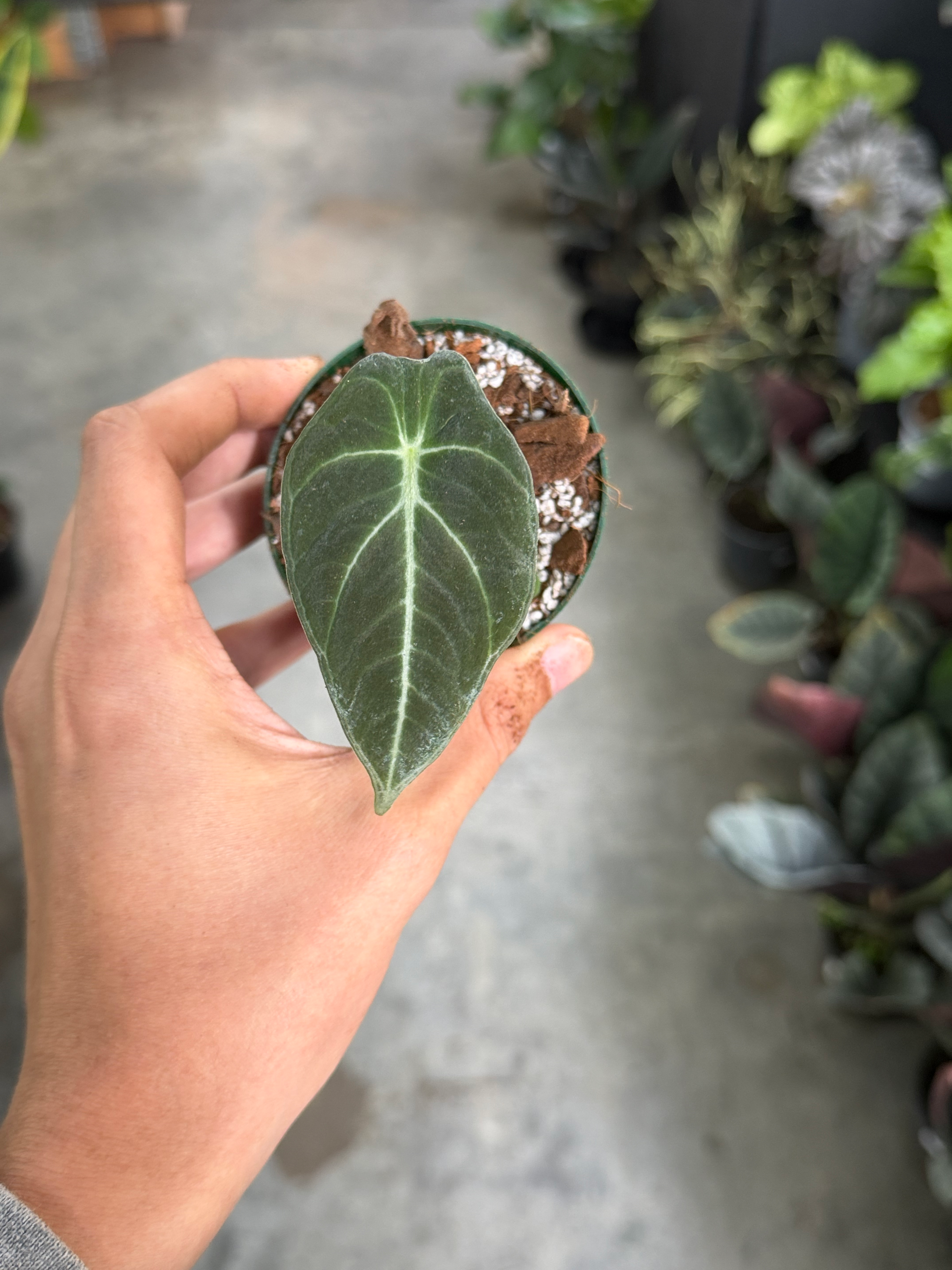 Alocasia Black Velvet
