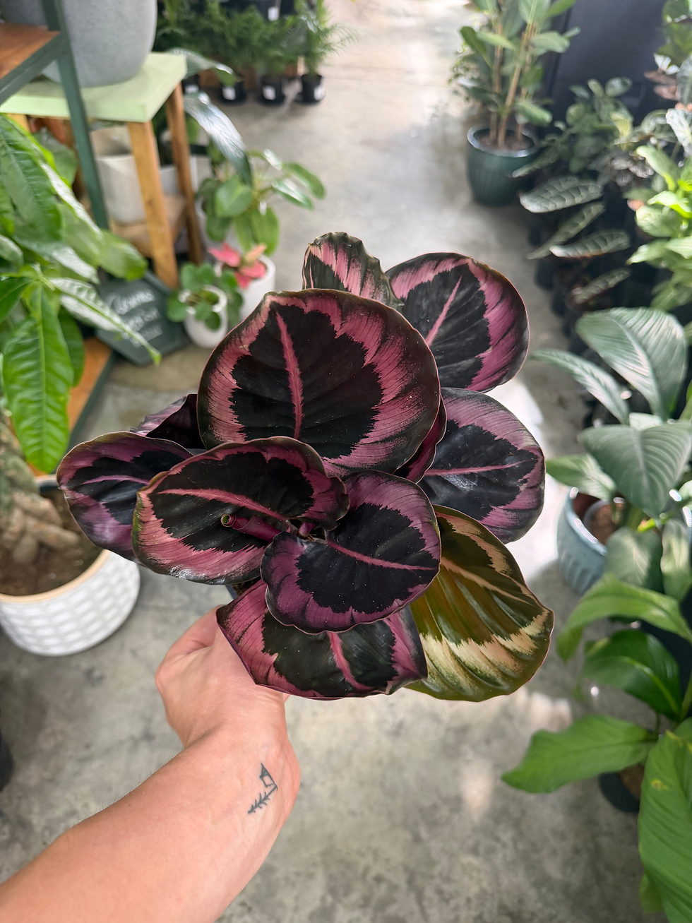 Thumbnail: Calathea Crimson