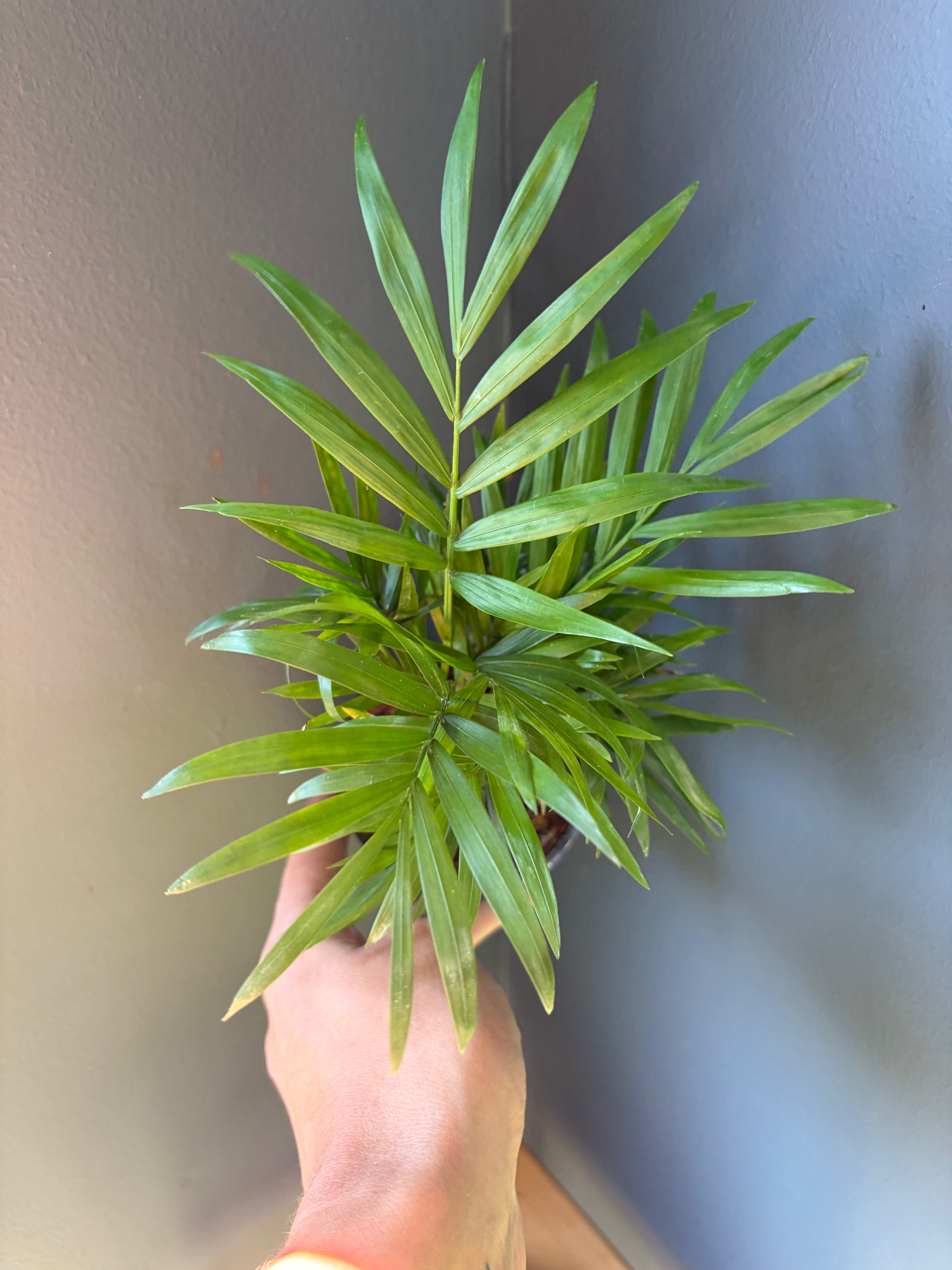Love Palm