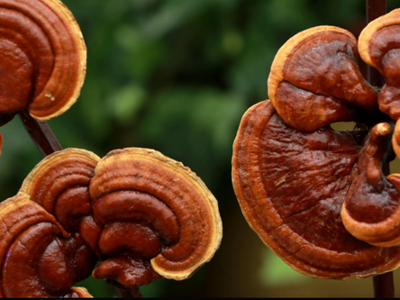 "Le Lingzhi : Champignon de l’Immortalité et Trésor de la Médecine Chinoise"