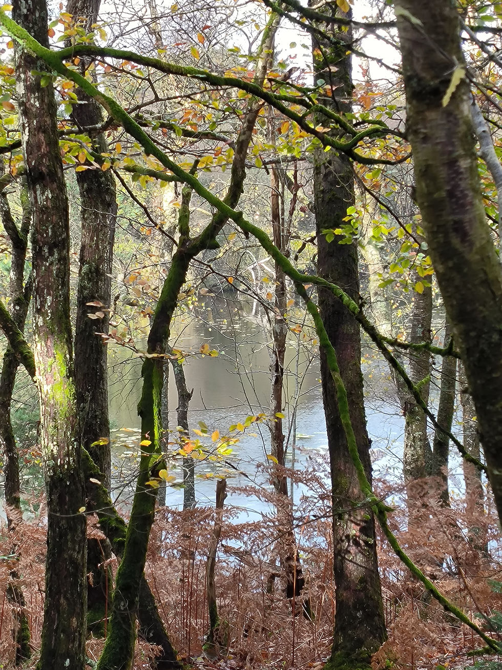 Etang de l'abbaye de la Trappe.
